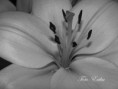 /album/ciko/dsc08132-copy-jpg/